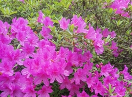 【山色葱茏诗歌】映山红