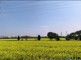 【汤斌昌诗歌】油菜花
