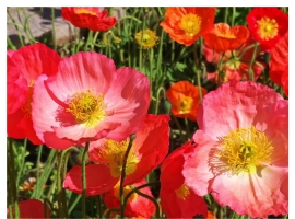 【秋枫三行日记】四月芳菲（下）
