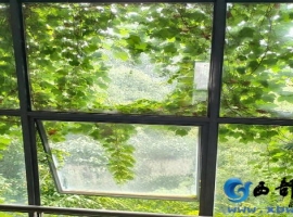 【铁石诗歌】一棵树里的夏天