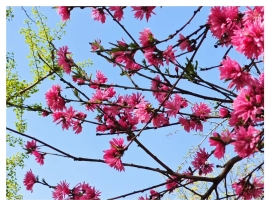 【秋枫三行日记】三月点滴 （上）