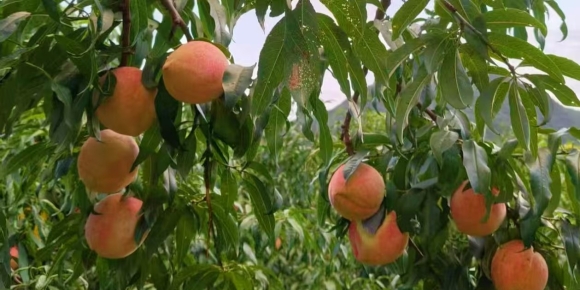 【商山迪克散文随笔】故乡的笨桃