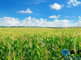 【铁石散文】盛夏的玉米地