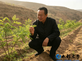 【洛沙随笔】跟上姚选富识百草之一百八十三：槐叶记