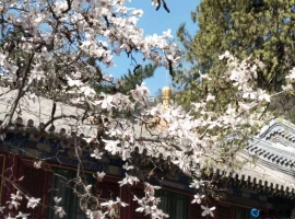 【秋枫散文随笔】 正月十四 . 雪