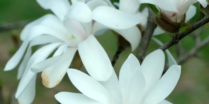 【徐东风诗歌】玉兰花开