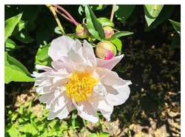 【秋枫三行日记】 二月兰的春天等