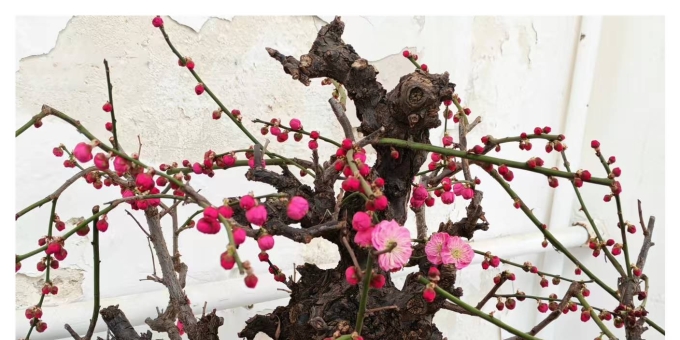 【秋枫随笔】   跟上西部网识百草之三