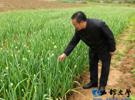 【洛沙随笔】跟上姚选富识百草之三十一：薤白暖乡肠