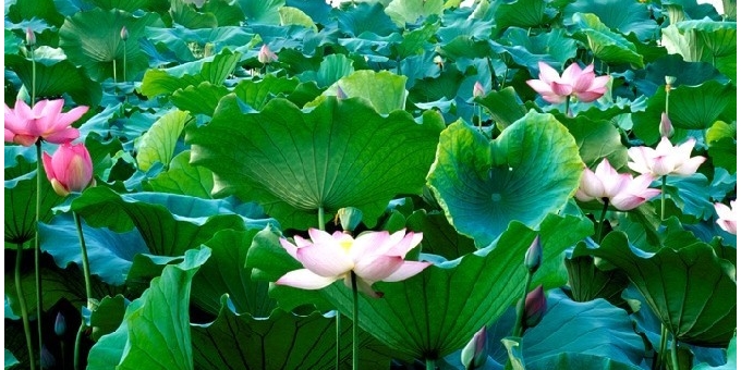 【徐东风诗歌】夏天总有一些好消息