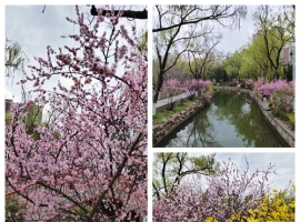 【一棵小草词作】《春光好・植物园赏花游》