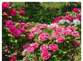 【秋枫随笔】阳光灿烂