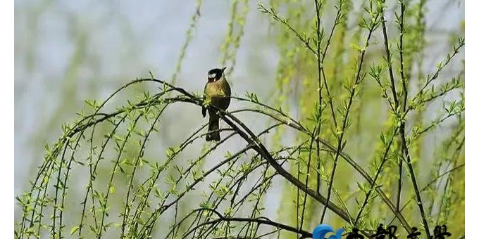 【禅悟诗词】七绝  春柳