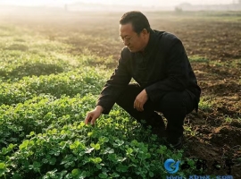【洛沙随笔】跟上姚选富识百草之二百：三叶养