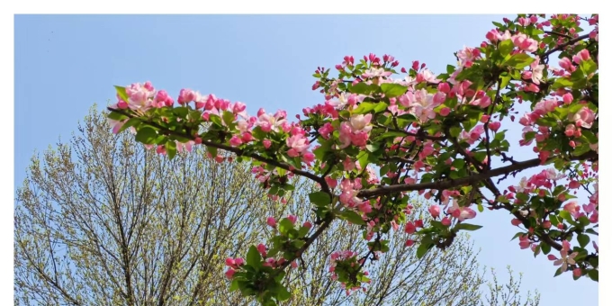 【秋枫三行日记】三月 （下）读 《心牧银河》