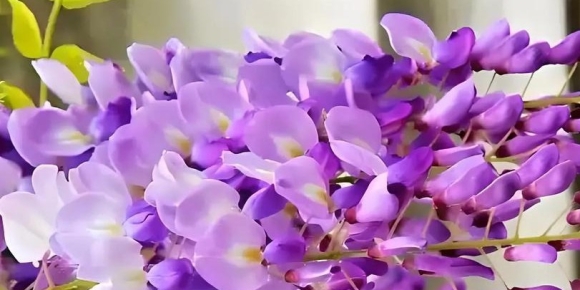 【徐东风诗歌】紫荆花开（外一首）