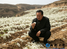 【洛沙随笔】跟上姚选富识百草之一百八十：槐花香效