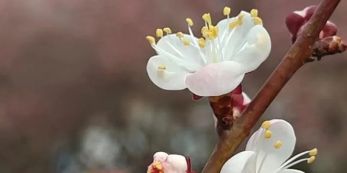 【徐东风散文】又是一年杏花开