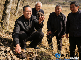 【洛沙随笔】跟上姚选富识百草之一百零七：田埂识苓