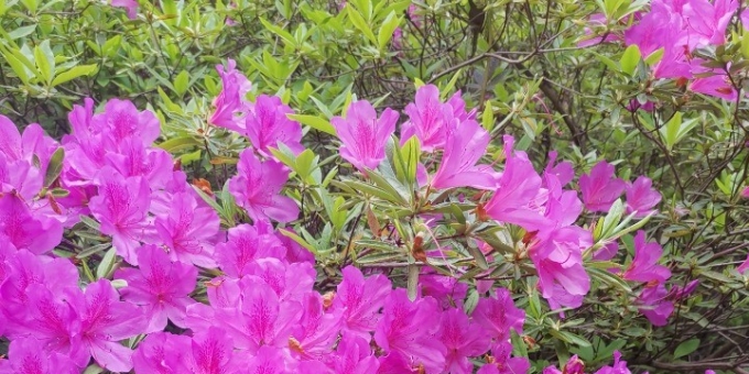 【山色葱茏诗歌】映山红