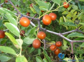 【李玉梅读后感】草木藏真意，烟火见本草