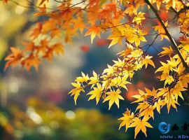 【徐东风诗歌】穿越秋日的歌声（外一首）