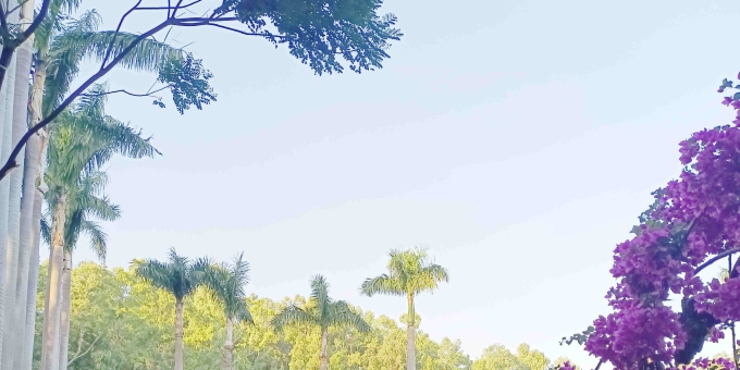 【罗凤霜现代诗】双辫/冬暖花事