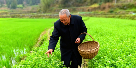【洛沙随笔】跟上姚选富识百草之三十：鱼腥草乡野方