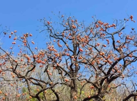 天子峪闻木瓜香