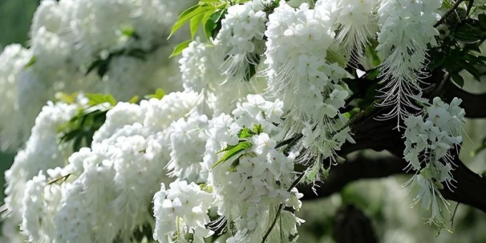 【徐东风诗歌】流苏（外一首）