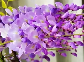 【徐东风诗歌】紫荆花开（外一首）