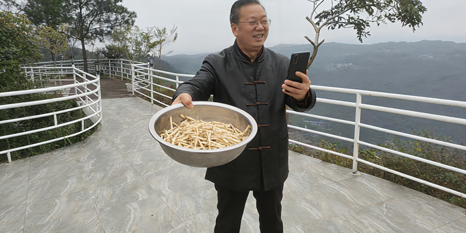 【洛沙随笔】跟上姚选富识百草之九十八：茅根藏岐黄