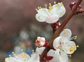 【徐东风散文】又是一年杏花开