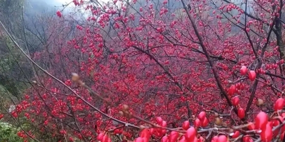 【芸竹诗词】七绝  茱萸