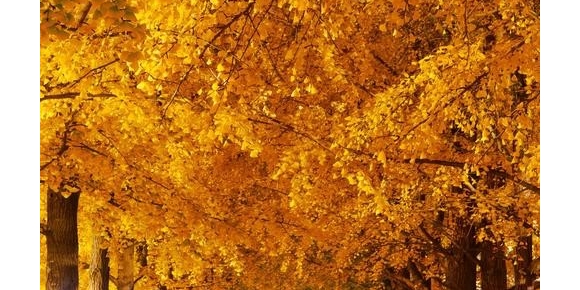 【笑君诗词】采桑子·秋题（五首）