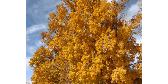 【薛普孝随笔】连队车场门前那棵大杨树