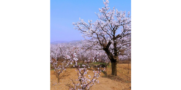 【孟宪福诗词】咏  杏  花