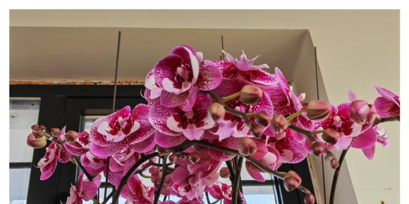 【秋枫三行日记】迎春