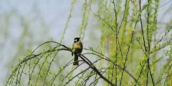 【禅悟诗词】七绝  春柳