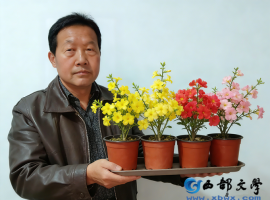 【洛沙随笔】跟上姚选富识百草之八十三：辨迎春花