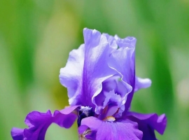 【徐东风诗歌】鸢尾花