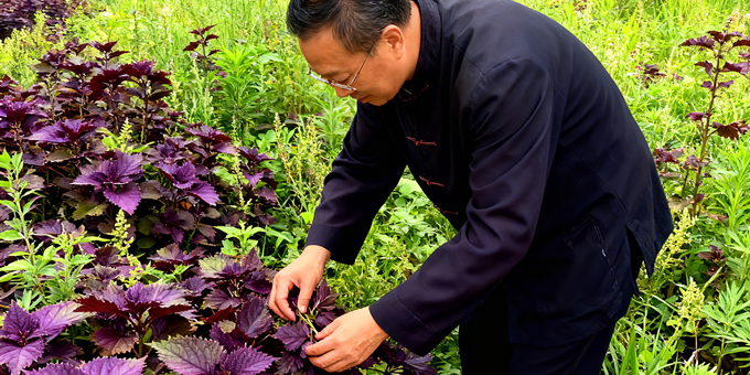 【洛沙随笔】跟上姚选富识百草之三十七：岐坡紫苏传