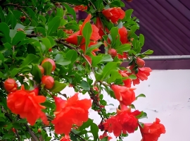 【禅悟诗词】榴花