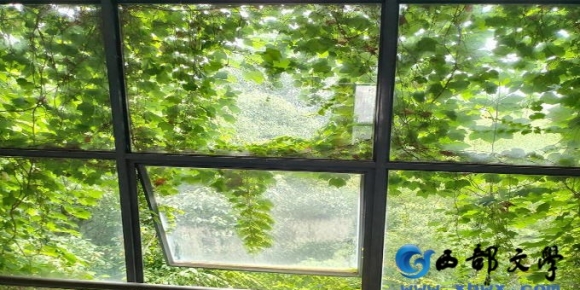 【铁石诗歌】一棵树里的夏天