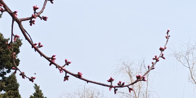 【秋枫三行日记】团聚 等（2月16——28）