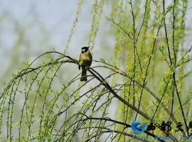 【禅悟诗词】七绝  春柳