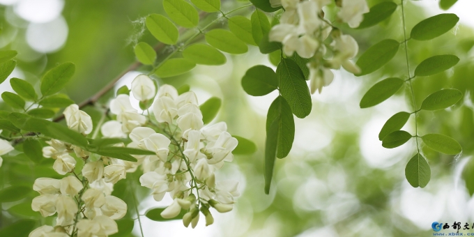 【徐东风诗歌】槐花香（外一首）