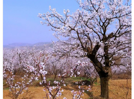 【孟宪福诗词】咏  杏  花