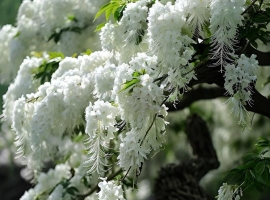 【徐东风诗歌】流苏（外一首）