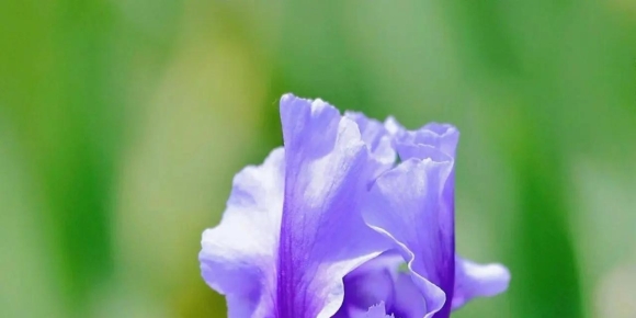 【徐东风诗歌】鸢尾花